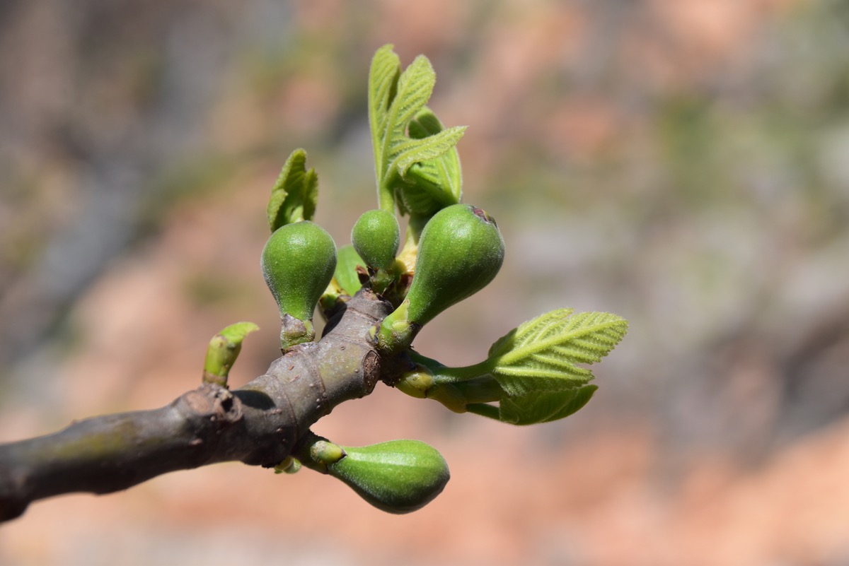 Fig buds