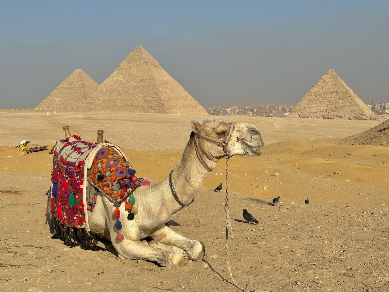 Pyramids Nov 2025 Egypt-Jordan-Israel Tour John DeLancey