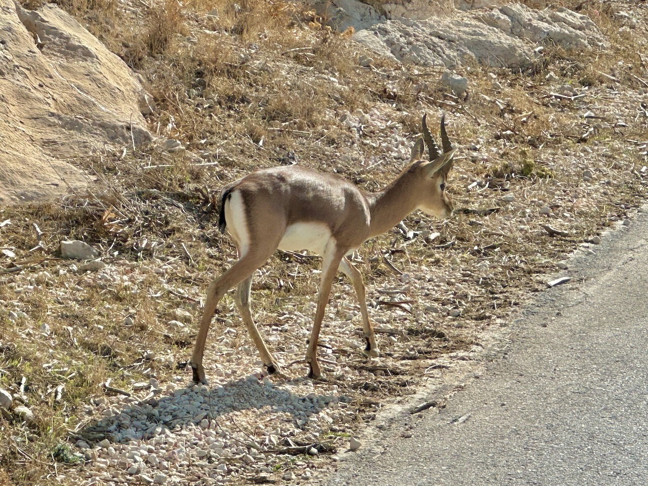 Herodium Gazelle Nov 2025 Egypt-Jordan-Israel Tour John DeLancey