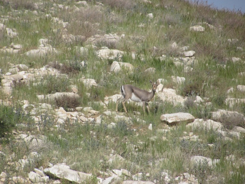gazelle israel