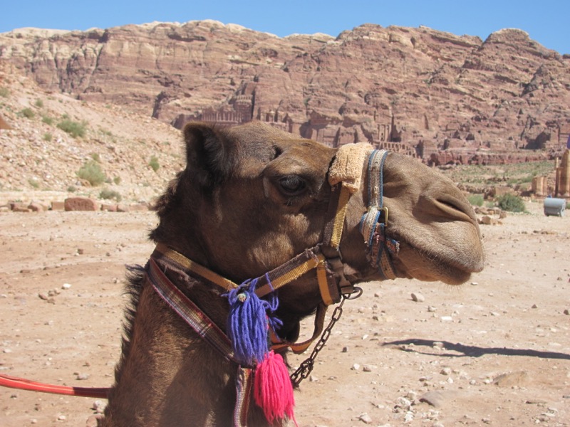 camel at petra