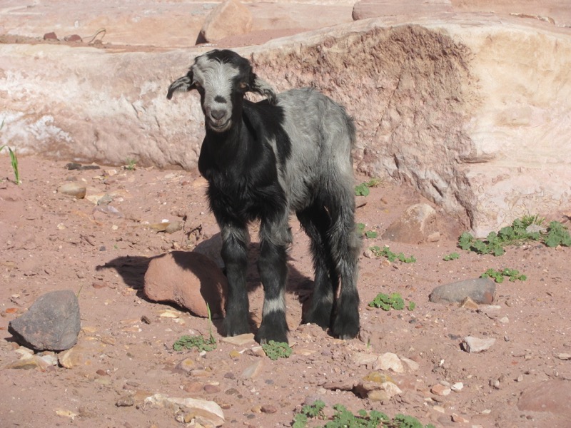 goat at petra