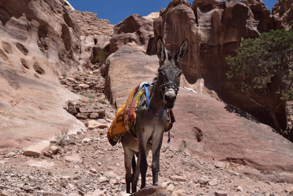Israel Tour Petra Wadi Rum Jordan June 2018 John DeLancey