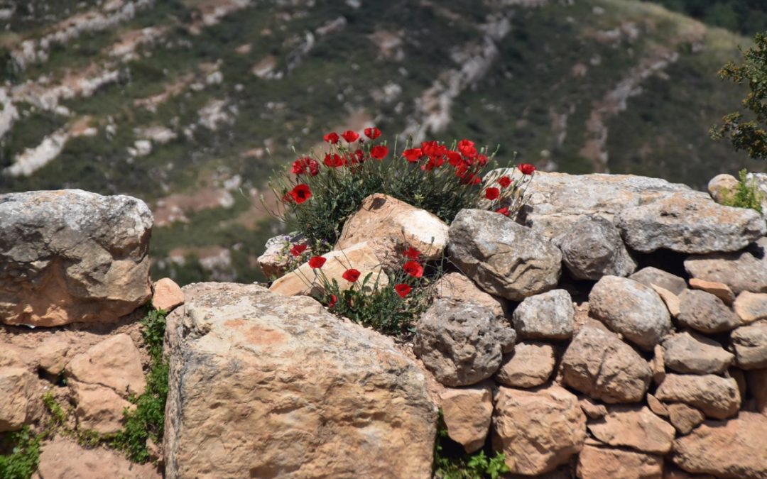 Devotions from Israel – 1 Samuel 3