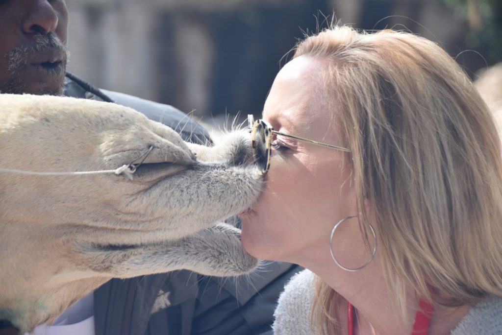 Jericho kissing camel Feb 2020 Israel Tour with John DeLancey and BIMT