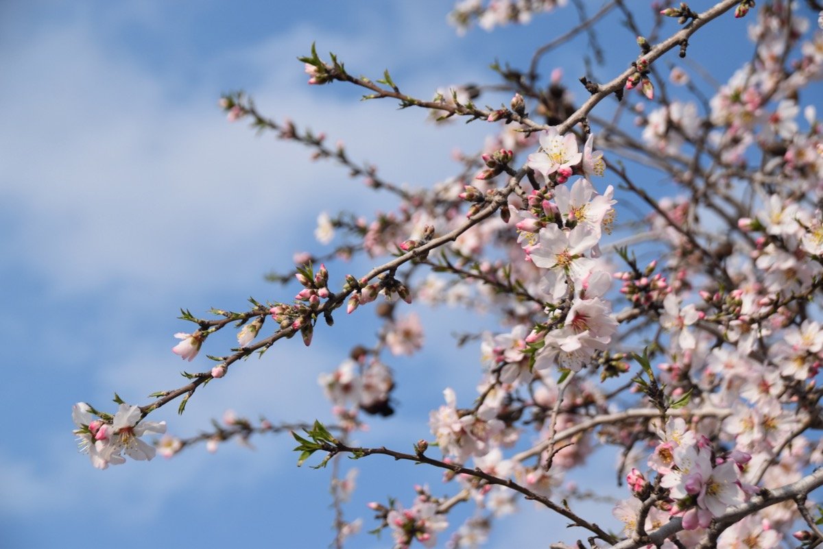 Almond Blossoms Shiloh