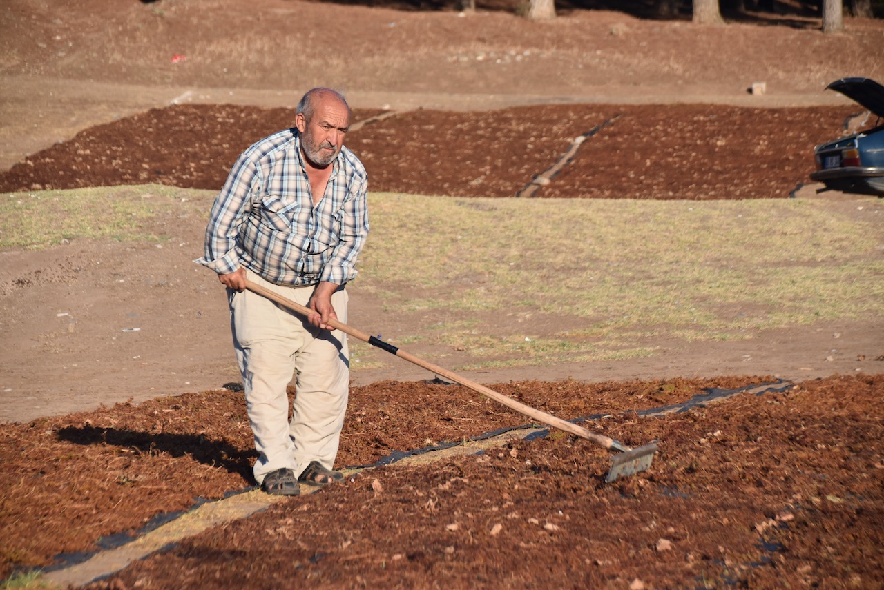 Raisin drying Turkey Raisin drying Turkey