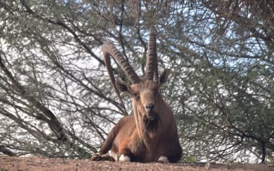 January 2022 Israel Tour Summary: Day 4