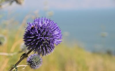 May 2022 Israel Tour (with Greece) – Day 5 Summary