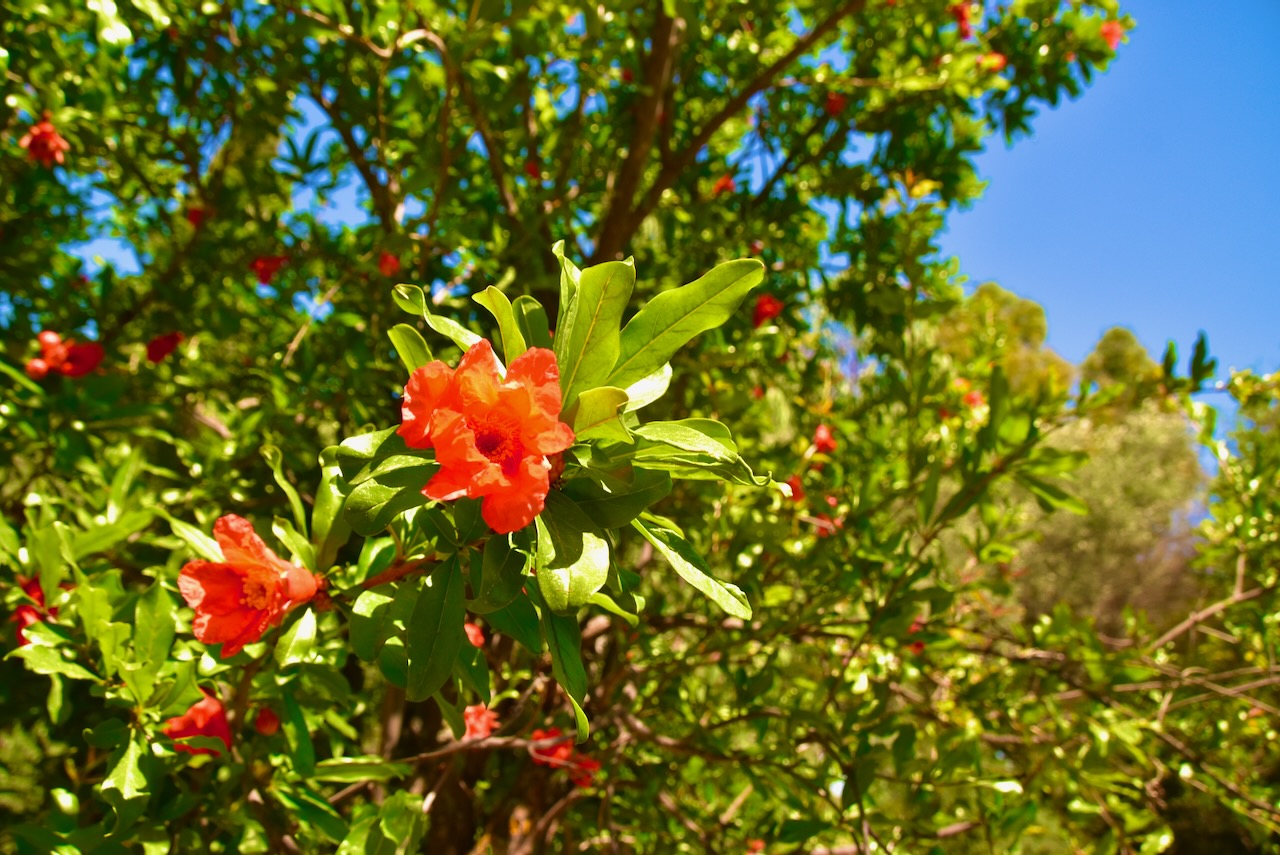 Pomegranate May 2022 Israel Tour John DeLancey