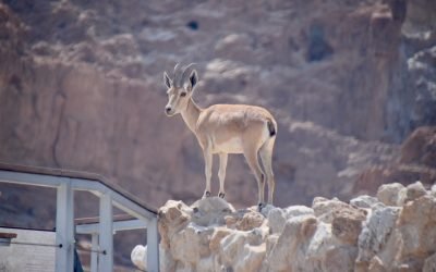 August 2022 Israel Tour – Day 6 Summary