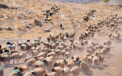 Sept 2022 Israel & Turkey Tour Summary: Day 6