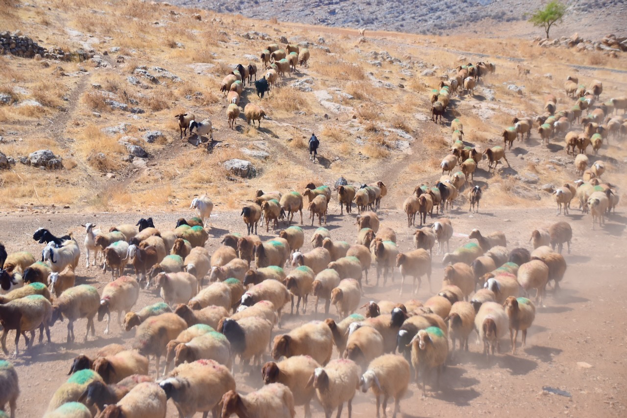 Sheep Sept 22 Israel Tour John DeLancey