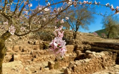 February 2023 Israel Tour (with Egypt) – Day 8 Summary