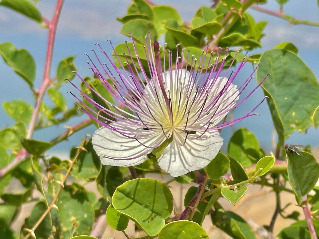 Caper Bush April-May 2025 Israel Tour John DeLancey Caper Bush April-May 2025 Israel Tour John DeLancey