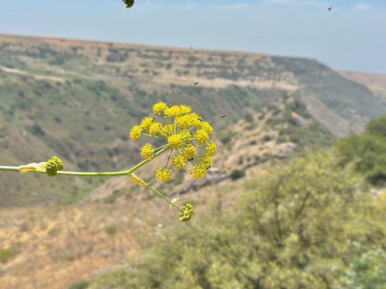 Gamla April-May 2025 Israel Tour John DeLancey Gamla April-May 2025 Israel Tour John DeLancey