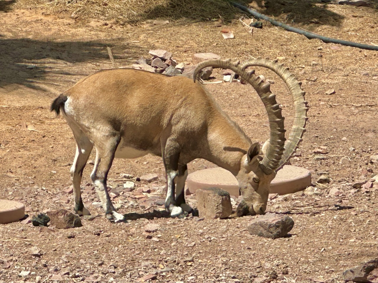 Ibex Timnah Sept 2025 Israel-Jordan Tour John DeLancey