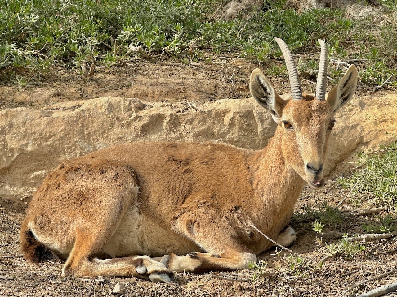 Zin ibex January 2026 Israel Tour John DeLancey