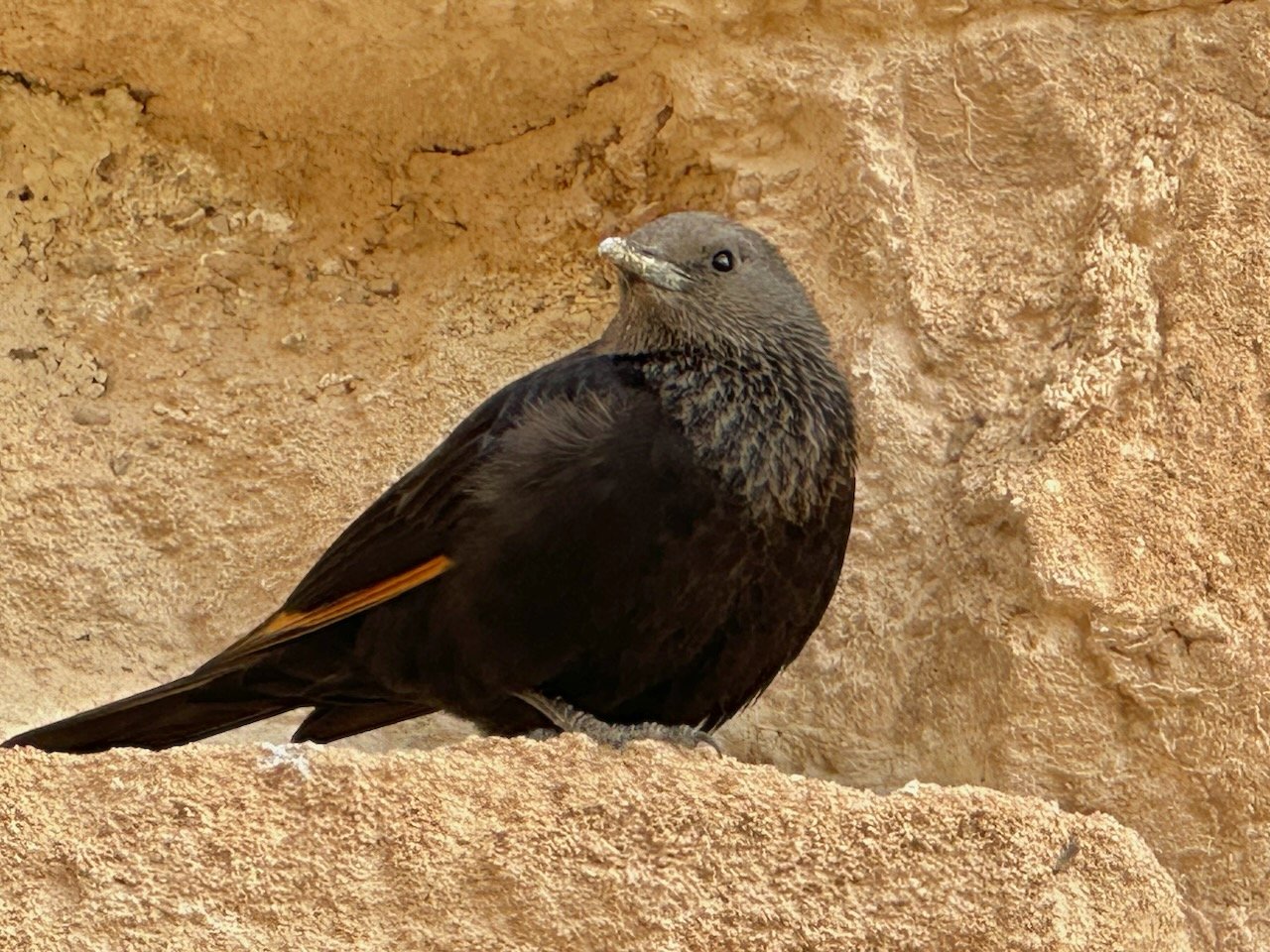 Masada January 2026 Israel Tour John DeLancey
