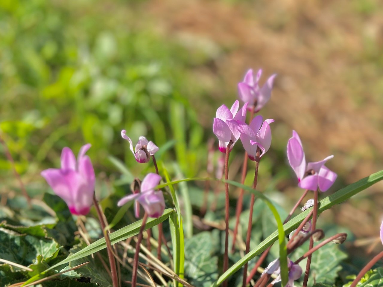 Nazareth Precipice cyclamens January 2026 Israel Tour John DeLancey Nazareth Precipice cyclamens January 2026 Israel Tour John DeLancey