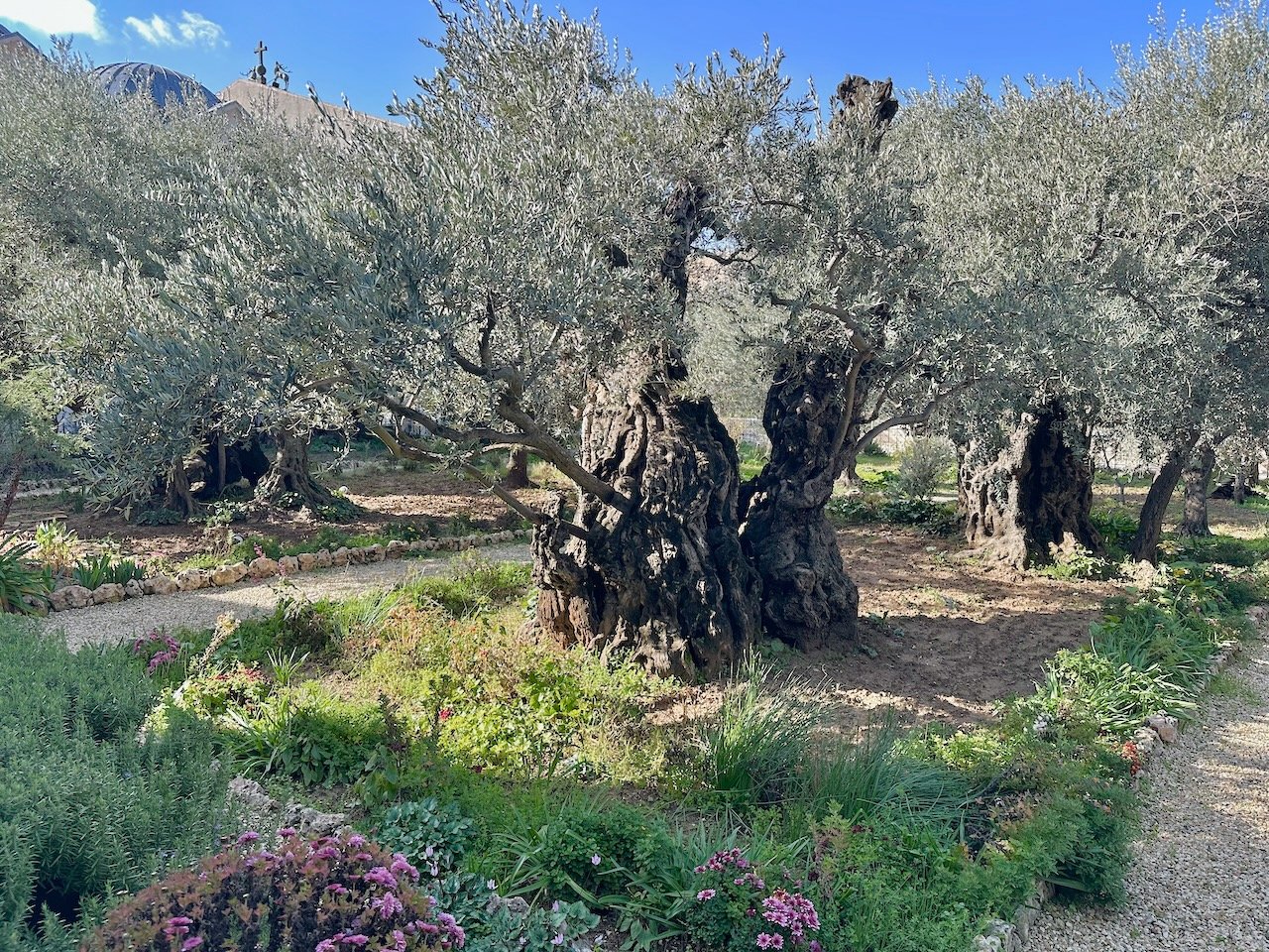 Mt. of Olives January 2026 Israel Tour John DeLancey Mt. of Olives January 2026 Israel Tour John DeLancey