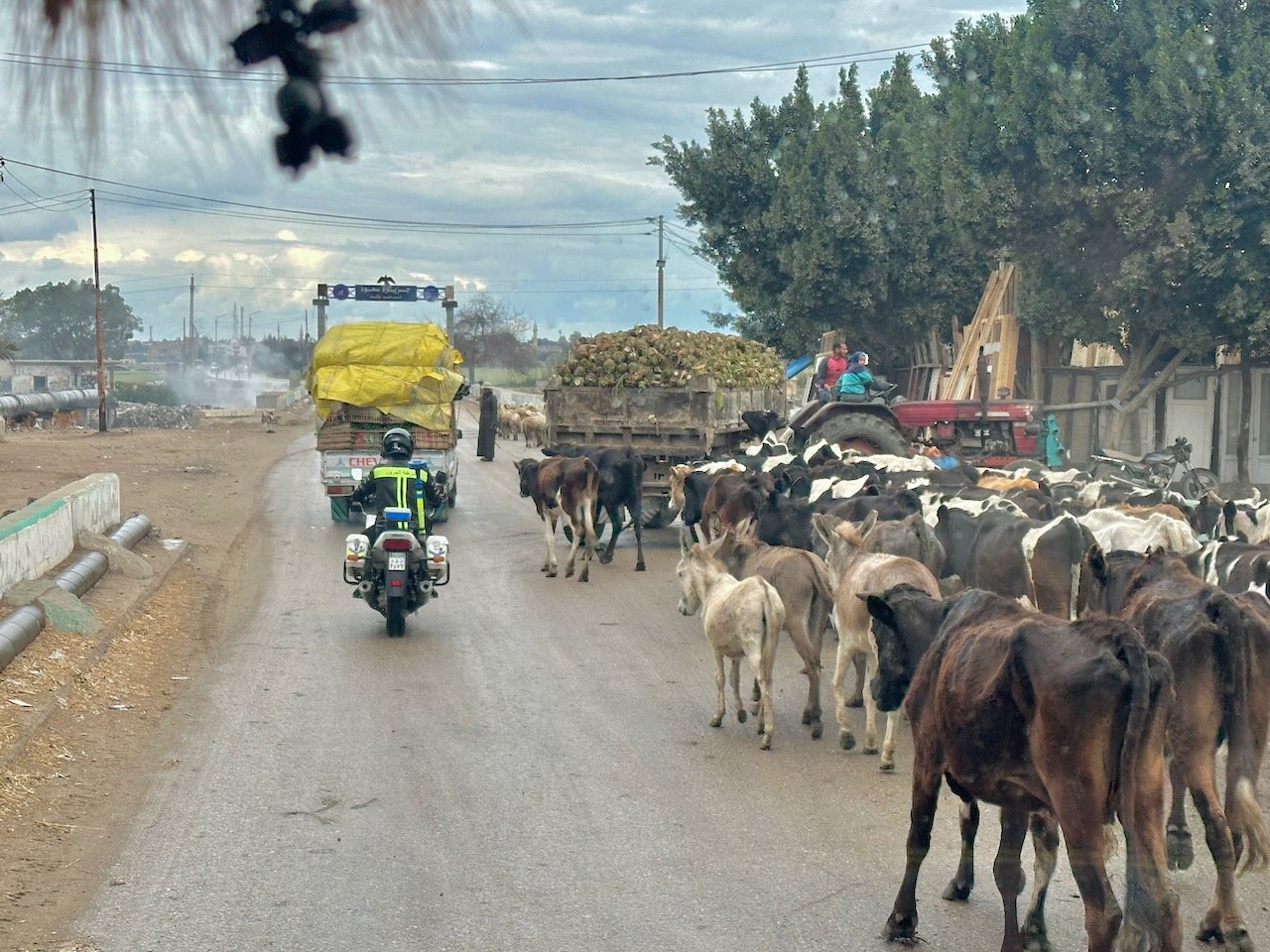 Tanis Delta Land of Goshen Feb 2026 Egypt Tour John DeLancey