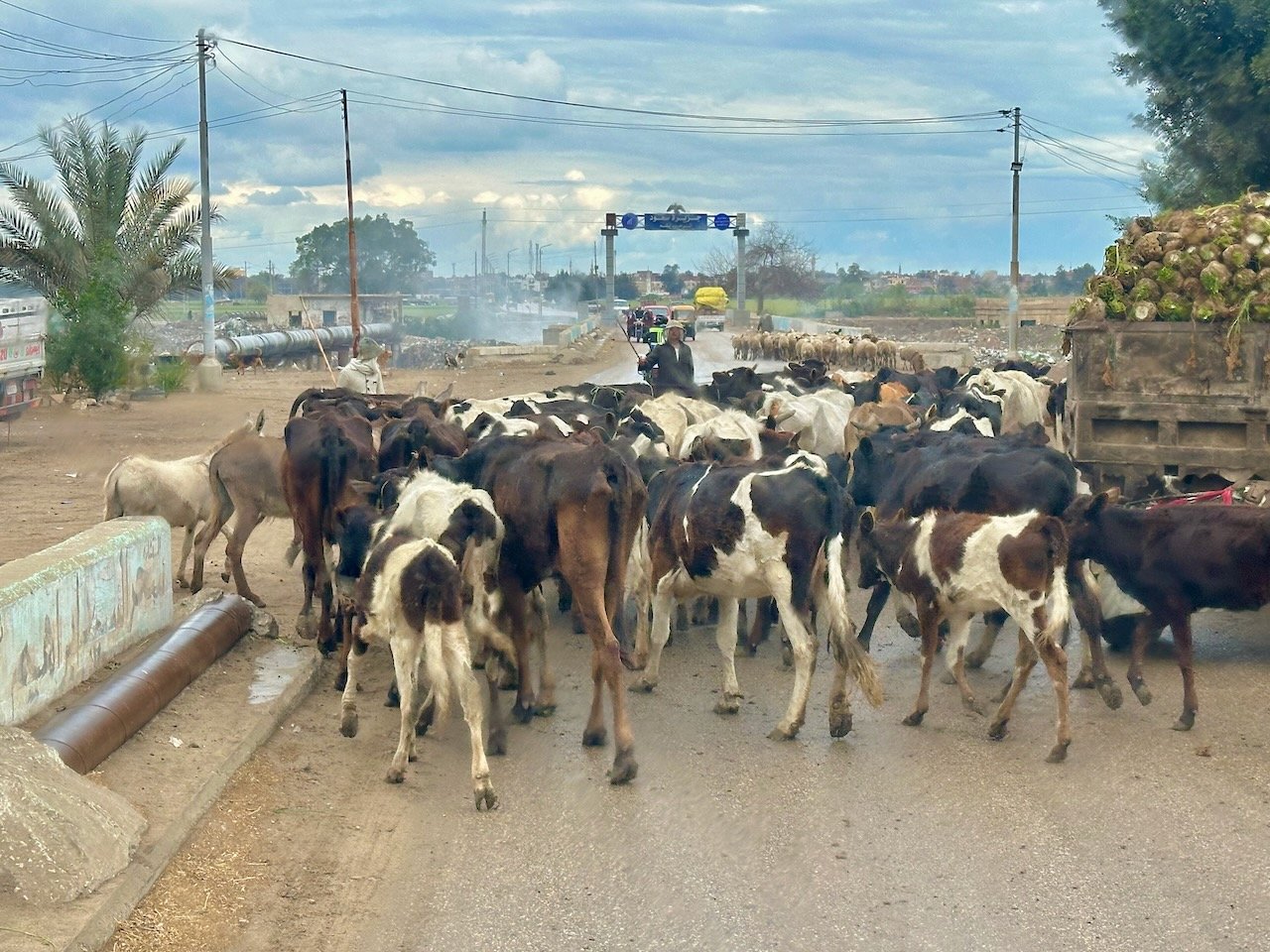 Tanis Delta Land of Goshen Feb 2026 Egypt Tour John DeLancey