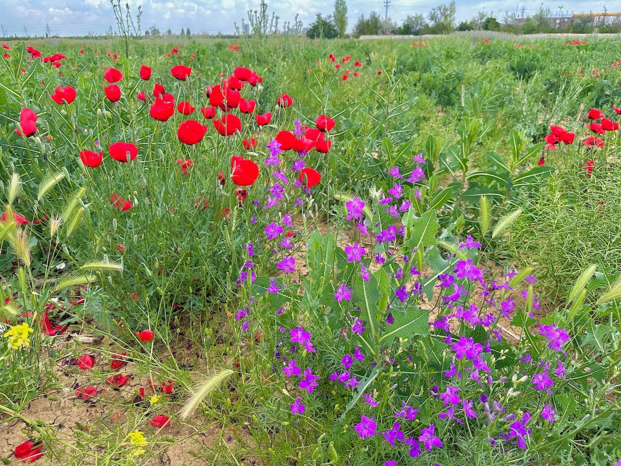 Poppies and Purple  Turkey June 2026 Turkey Tour John DeLancey