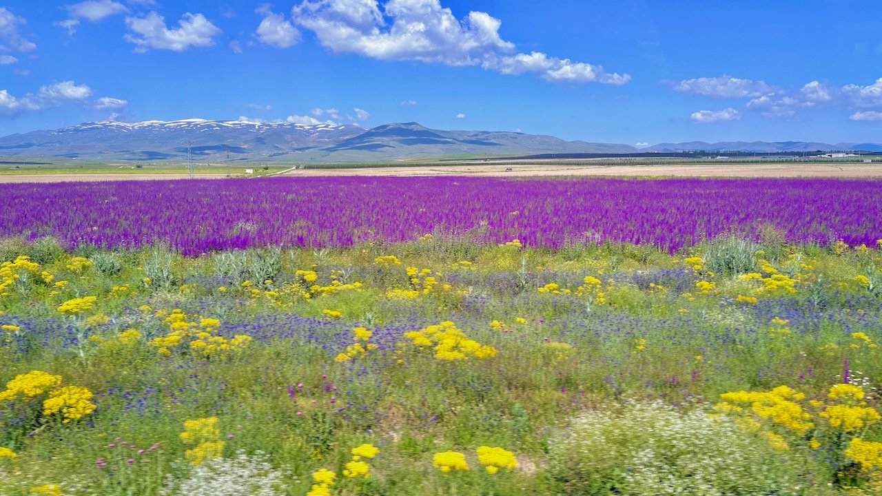 Purple Lavender along Turkey Road near Tarsus June 2026 Turkey Tour John DeLancey