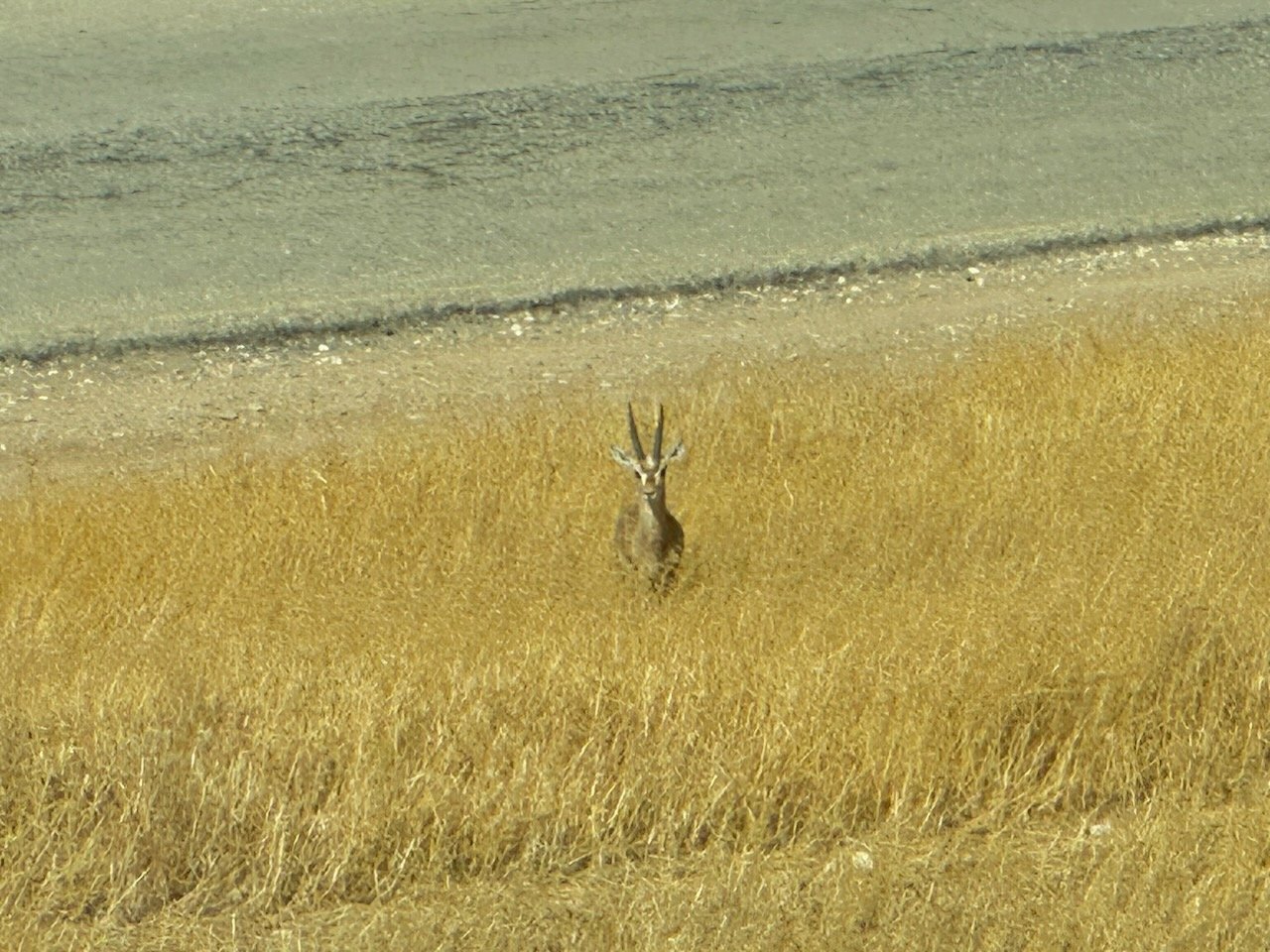 Gazelle October 2026 Israel Tour - Greece Tour with John DeLancey
